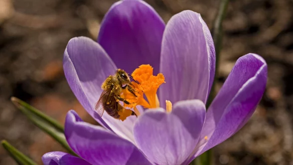 Heimische Zwiebel- und Knollenpflanzen wie Krokusse liefern früh im Jahr Nahrung für bestäubende Insekten. - © Jens Schierenbeck/dpa-tmn