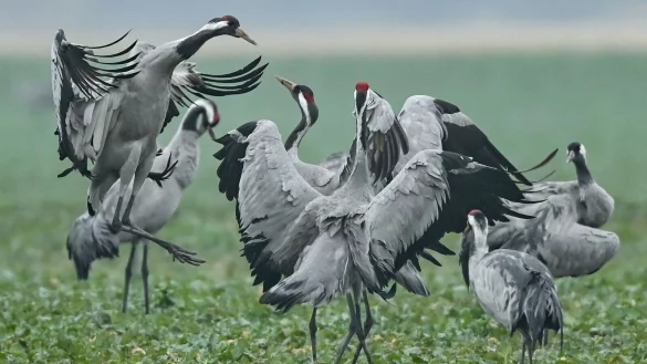 Spr&uuml;nge, aufgeregtes Fl&uuml;gelschlagen und in die Luft geworfene Steine: Der Balztanz der Kraniche ist ein imposantes Schauspiel. (Archivbild) - &copy; Patrick Pleul/dpa-Zentralbild/ZB