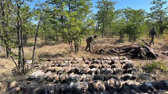 Diesen vergifteten Geiern konnten die Tierschützer nicht mehr helfen. - © --/Sanparks/dpa