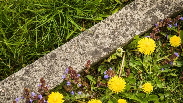 Löwenzahn sieht nicht nur hübsch aus - die Pflanze gehört zu den essbaren Wildkräutern im Garten. - © Christin Klose/dpa-tmn
