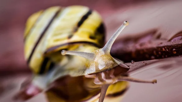 Vor allem bei Regen sind Schnecken geh&auml;uft anzutreffen. Das feuchte Wetter erleichtert ihnen die Nahrungssuche. - &copy; Frank Rumpenhorst/dpa