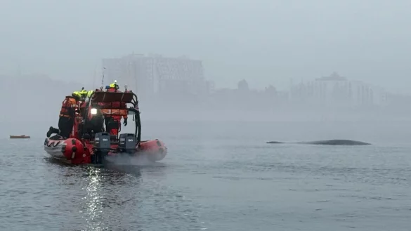 Seenotretter vor der polnischen Ostseeküste nähern sich einem Buckelwal, der sich in einem Fischernetz verfangen hat. - © Maritime Search and Rescue Service/AP/dpa