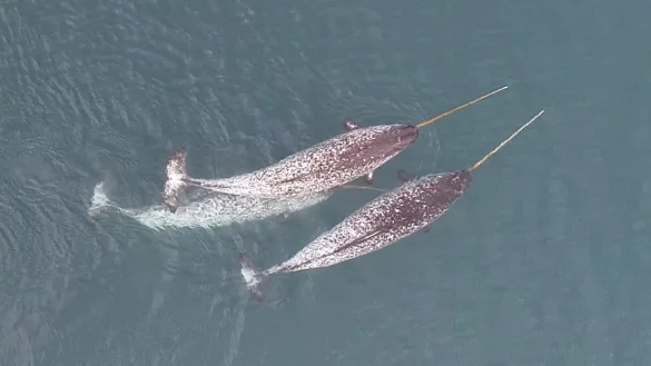 Wozu die bis zu drei Meter langen gedrehten Zähne den Narwalen wirklich dienen, ist noch immer nicht abschließend geklärt. - © O’Corry-Crowe/FAU/Watt, DFO/dpa