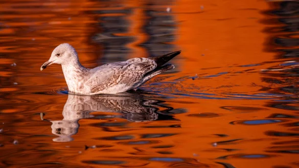 Temperaturen bis 20 Grad sind am Wochenende in Deutschland möglich. - © Jens Büttner/dpa