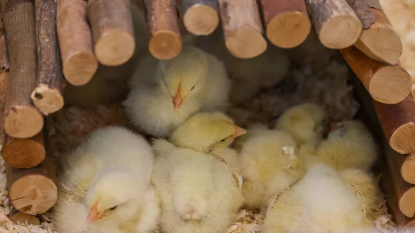 Ausgesetzte K&uuml;ken finden neues Zuhause - &copy; Jan Woitas/dpa