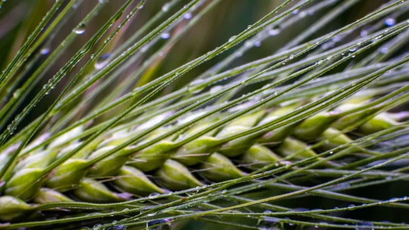 Dringend benötigt: Regen in der Landwirtschaft. - © Jens Büttner/dpa