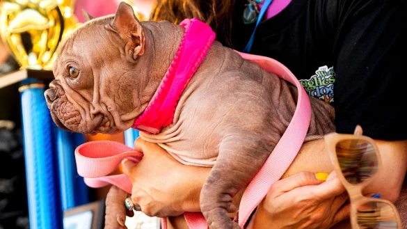 H&auml;sslicher geht\\\'s nicht, befanden die Juroren - und k&uuml;rten Petunia zur Siegerin. - &copy; Noah Berger/AP/dpa