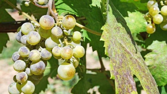 Echter Mehltau ist eine Pilzkrankheit, gegen die Backpulver helfen kann. (Archivbild) - &copy; Peter Zschunke/dpa