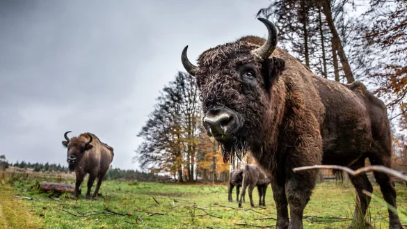 Seit knapp einem Jahr lebt die einst ausgewilderte Wisent-Herde wieder im Gatter: Natursch&uuml;tzer klagten auf Freilassung, doch Richter sehen kein Artenschutz-Problem. (Archivbild) - &copy; Dieter Menne/dpa