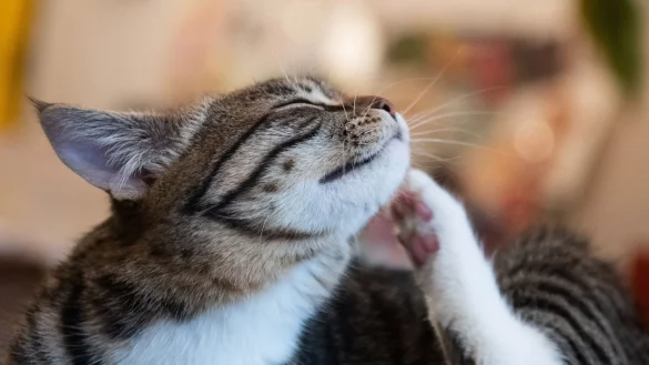 Flohzirkus: Ob eine Katze befallen ist, kann man durch Kämmen herausfinden. - © Franziska Gabbert/dpa-tmn