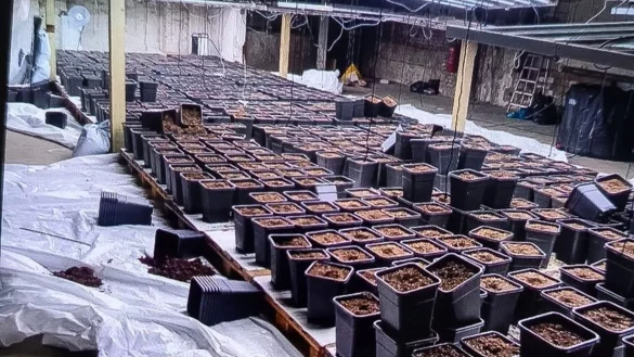 Vernichtete Ernte eines Cannabisclubs: Als die Polizei die professionelle Plantage sah, machte sie kurzen Prozess. - © Alex Talash/dpa