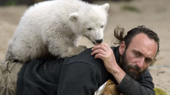 Eisbar Knuts besondere Geschichte verz&uuml;ckte viele: Er wurde von seinen Pfleger Thomas D&ouml;rflein aufgezogen. (Archivbild) - &copy; picture alliance / dpa