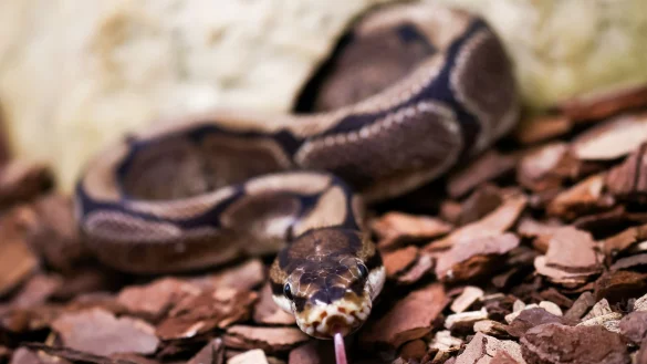 Königspythons (Python regius) sind eine geschützte Art. (Archivbild) - © Christian Charisius/dpa