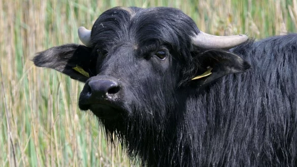 Wasserbüffel im brandenburgischen Kreis Märkisch-Oderland sind an Maul- und Klauenseuche erkrankt. - © Michael Bahlo/dpa
