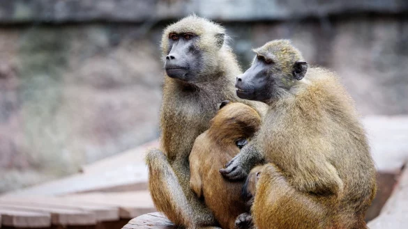 In dem Gehege leben laut dem Tiergarten mehr als 40 Paviane. Ausgelegt ist die Anlage f&uuml;r 25 Affen plus Jungtiere. (Archivbild) - &copy; Daniel Karmann/dpa