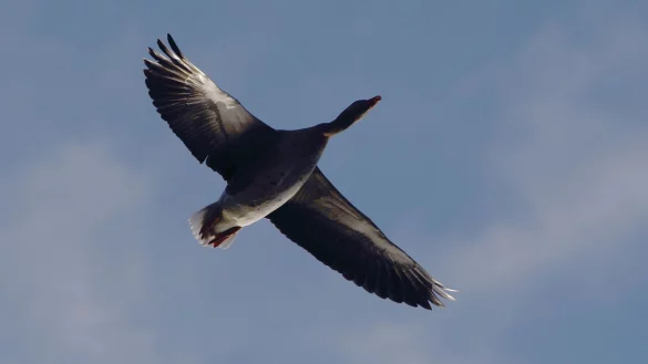 Eine Wildgans fliegt am Himmel - die Geflügelpest hat eine ihrer Artgenossinnen erwischt. - © Robert Michael/dpa-Zentralbild/dpa