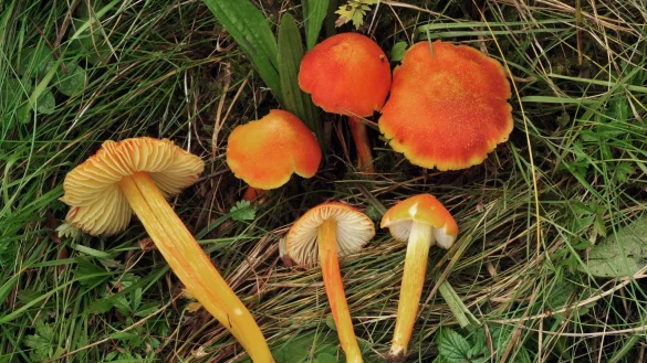 Der Feuerschuppige Saftling ist nicht nur in Deutschland, sondern weltweit gef&auml;hrdet. - &copy; Alexander Karich/dpa