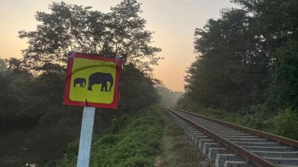 Ein Hinweisschild warnt vor wilden Elefanten. (Foto aktuell) - © Priyan Malinda/AP/dpa