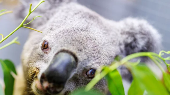 Happy Birthday Irwin: Europas ältestes Koala-Männchen in Zoo-Haltung wird 17. - © Christoph Reichwein/dpa