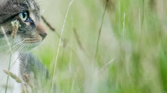 Ein vermisster Kater ist nach intensiver Suche zur&uuml;ck bei seinem Besitzer in K&ouml;ln (Symbolbild) - &copy; Julian Stratenschulte/dpa
