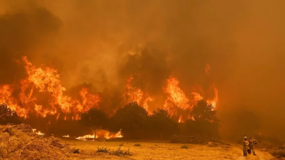 Die Brandbekämpfer sehen sich teilweise mit riesigen Feuerwänden konfrontiert, die durch stürmische Winde jederzeit blitzartig die Richtung ändern können. - © Lalo R. Villar/AP/dpa