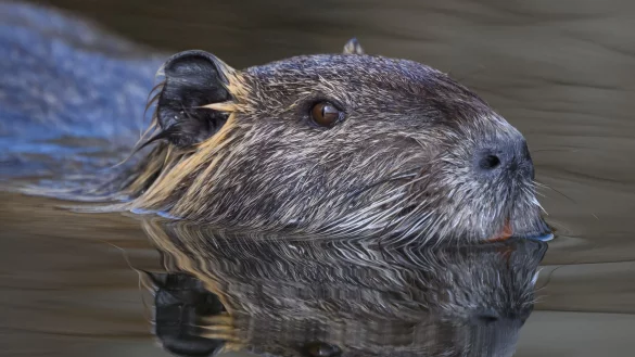 Die Nutria ist eine aus S&uuml;damerika stammende und in Mitteleuropa eingeb&uuml;rgerte Nagetierart. (Archivbild) - &copy; Patrick Pleul/dpa/ZB