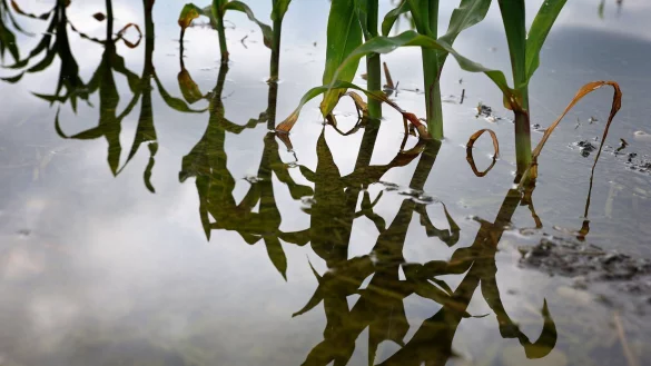 Die EU-Kommission will ein verbindliches Klimaziel f&uuml;r 2040. (Archivbild) - &copy; Karl-Josef Hildenbrand/dpa