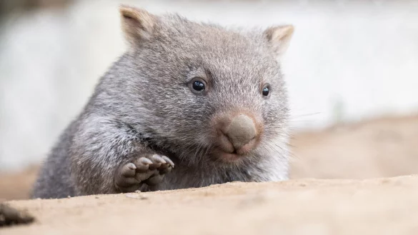 Tierschützer fürchten, dass das Wombat-Baby bei der Aktion verletzt wurde. (Symbolbild) - © Julian Stratenschulte/dpa