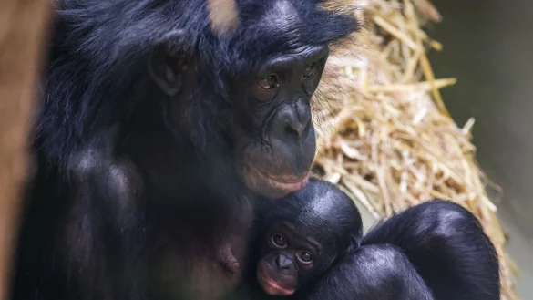Noch ganz klein und anh&auml;nglich: Im K&ouml;lner Zoo wurde das Bonobo-Baby Milumbe geboren. - &copy; Oliver Berg/dpa