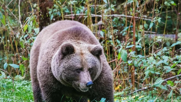 Im "Alternativen Wolf- und Bärenpark Schwarzwald" steht eine Bärin. Hier soll künftig auch die Bärin Gaia zuhause sein. - © Philipp von Ditfurth/dpa