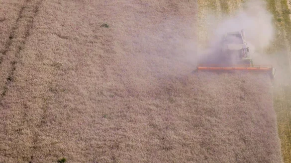 Laut Bauernverband hat die Getreidequalität zum Teil unter intensiven Niederschlägen gelitten. (Archivbild) - © Jens Büttner/dpa