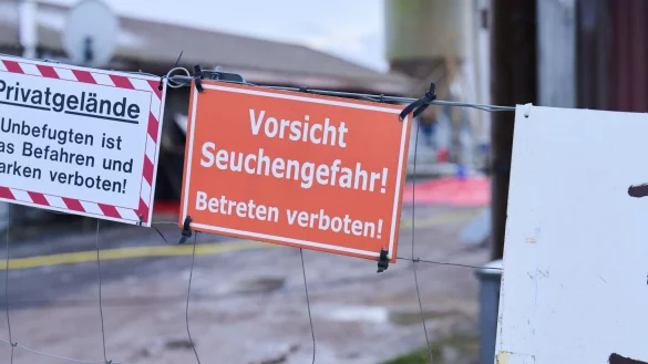 Nach dem Ausbruch der Maul- und Klauenseuche im brandenburgischen Hönow ist die Sperrzone mit Restriktionen für Landwirte aufgehoben (Archivbild). - © Annette Riedl/dpa