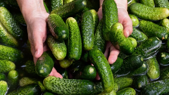 Gew&uuml;rzgurken-Margaritas, Gew&uuml;rzgurken-Pommes und sogar Gew&uuml;rzgurken-Kuchen - wird das ein Foodtrend? (Symbolbild) - &copy; picture alliance / ZB