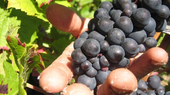 In der Weinbauregion Champagne sind Erntehelfer skrupellos ausgebeutet worden. (Symbolbild) - &copy; Ulrike Koltermann/dpa