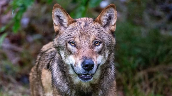 Höchstwahrscheinlich ein Wolf hat in den Niederlanden ein Kind angegriffen und weggeschleift (Symbolbild). - © Armin Weigel/dpa