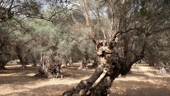 Wasserknappheit ist auf Mallorca vor allem in der Hochsaison kein neues Problem. - &copy; Clara Margais/dpa