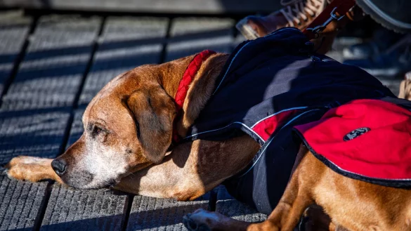 Lieber nur kurz verweilen: Hunde können im Winter schnell unterkühlen, besonders beim unbeweglichen Warten im Freien. - © Jens Büttner/dpa/dpa-tmn