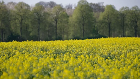 Raps sieht nicht nur sch&ouml;n aus, sondern liefert auch &Ouml;l f&uuml;r Mensch und Maschine. - &copy; Henning Kaiser/dpa