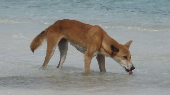 Die Dingos auf K\\\'gari sind eine Attraktion - aber auch gef&auml;hrlich. (Archivbild) - &copy; Fraser Island Dingo Preservation/AAP/dpa