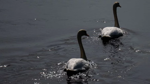 Zwei Schwäne sind in Essen an der Geflügelpest gestorben. (Symbolbild) - © Hendrik Schmidt/dpa