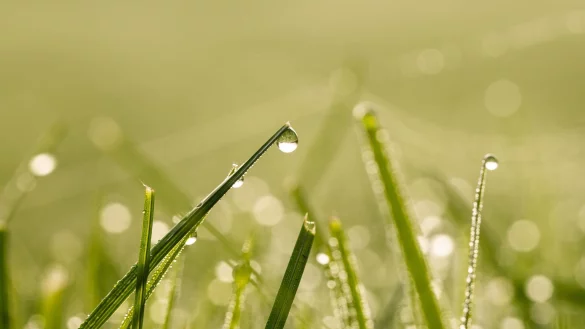 Gesundes Grün: Im Frühjahr legt man den Grundstein für einen dichten und widerstandsfähigen Rasen. - © Silas Stein/dpa/dpa-tmn