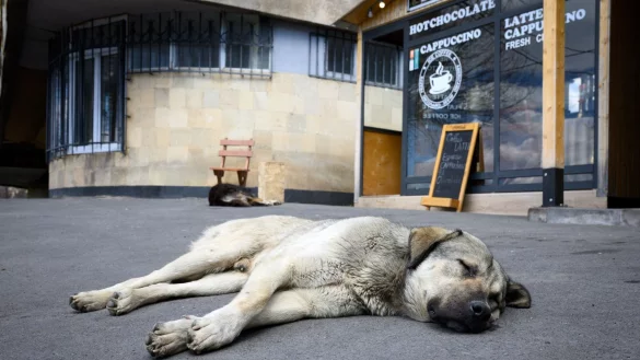 Stra&szlig;enhunde sind oft gar nicht so ungl&uuml;cklich und allein, wie viele hierzulande meinen. (Archivbild) - &copy; Bernd von Jutrczenka/dpa