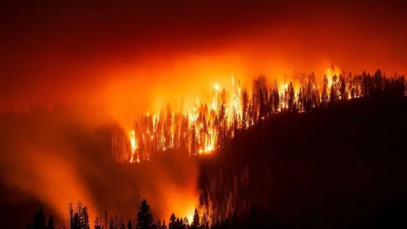 Das &laquo;Garnet Fire&raquo; bedroht Riesenmammutb&auml;ume im Waldgebiet McKinley Grove. - &copy; Noah Berger/FR34727 AP/AP/dpa