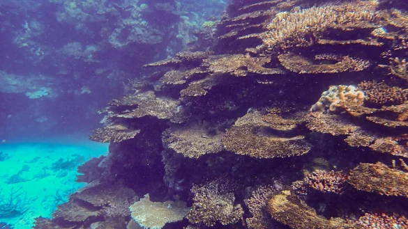 Immer neue Korallenbleichen setzen dem Naturwunder schwer zu. - &copy; -/LTMP/dpa