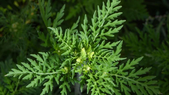 Die Pflanze stammt aus Nordamerika und breitet sich in Deutschland immer mehr aus. (Archivbild) - © Patrick Pleul/dpa-Zentralbild/dpa