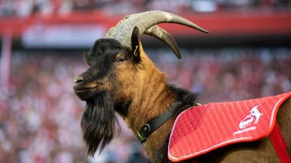 K&ouml;lns Maskottchen Hennes IX ist erneut Vater geworden. - &copy; Marius Becker/dpa