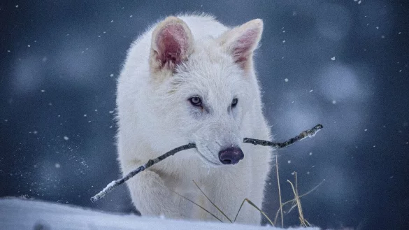 Das undatierte Foto zeigt einen jungen Wolf, der genetisch so ver&auml;ndert wurde, dass er &Auml;hnlichkeiten mit dem ausgestorbenen Schattenwolf aufweist. - &copy; Uncredited/Colossal Biosciences/AP/dpa