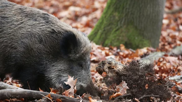 Ein Jäger hat in NRW ein totes Wildschwein gefunden, bei dem der Verdacht auf die Afrikanische Schweinepest (ASP) bestätigt wurde. (Archivbild) - © Oliver Berg/dpa