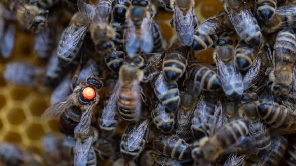 Die Imker hoffen auf sch&ouml;nes Wetter. - &copy; Harald Tittel/dpa