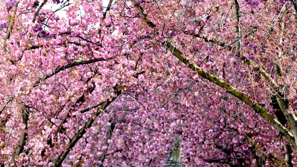 Am Freitag wird es in Nordrhein-Westfalen sonnig und warm. - © Federico Gambarini/dpa